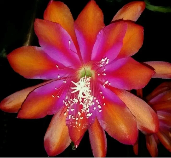 Epiphyllum Sparkling Burgundy Cutting - Live Orchid Cactus Propagation Planting Variety