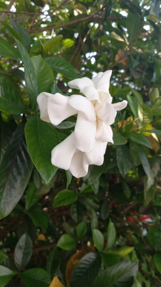 Florida Gardenia Cuttings – 10 Unrooted Stem Propagation Material for Fragrant Double White Flowers, Gardenia jasminoides