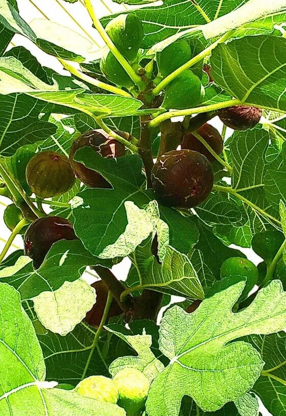 Hardy Chicago Fig Tree Cuttings – 3 Ficus carica Hardwood Cuttings for Cold-Hardy, Sweet Dark Figs, Easy Propagation