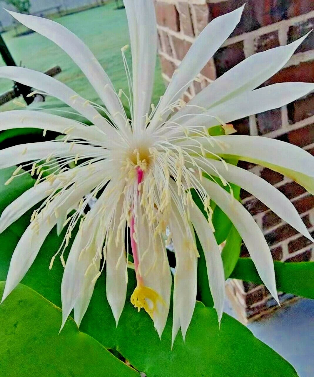 Night Blooming Cereus Rooted Plant in 4" Pot, White Flowers, Epiphyllum oxypetalum, Indoor Cactus, Succulent, Rare Flowering Houseplant