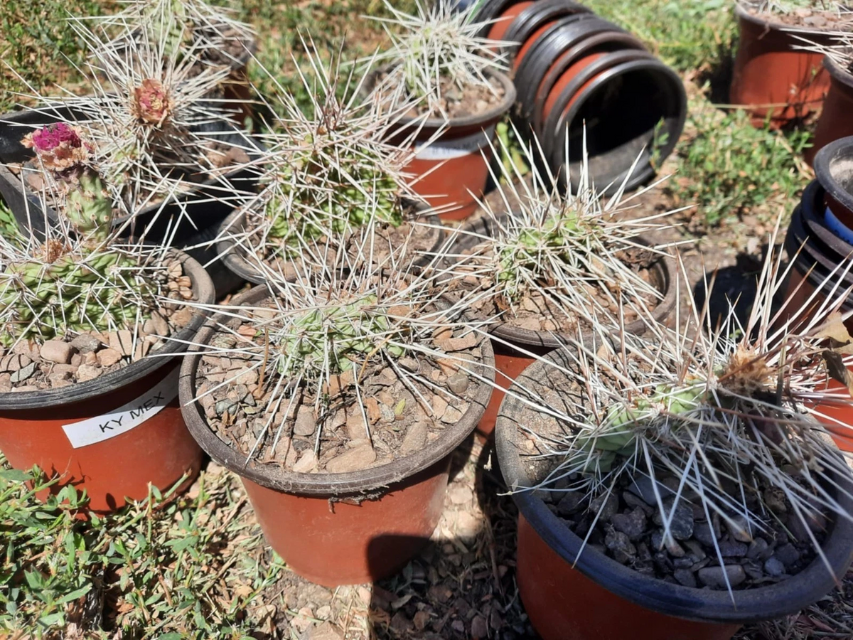 Opuntia Nicholii x Opuntia Hybrid Live Cactus Cutting – Hardy Drought-Tolerant Prickly Pear for Desert Gardens & Collectors