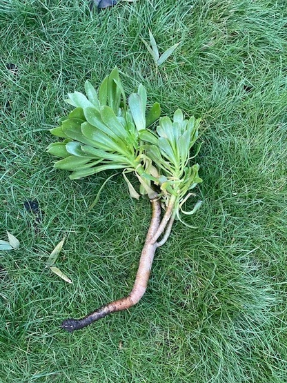 Tree Green Aeonium Succulent Cutting – 10 Inch Unrooted Stem for Indoor or Outdoor Planting