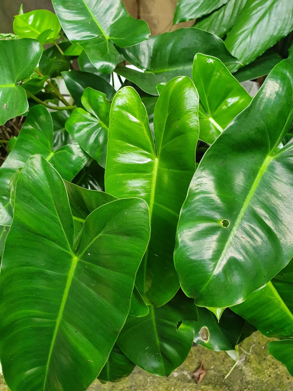 Philodendron Burle Marx Cutting – 5–7 Inch Live Tropical Aroid Vine, Easy-Grow Indoor Plant, Green Foliage, Unrooted Stem