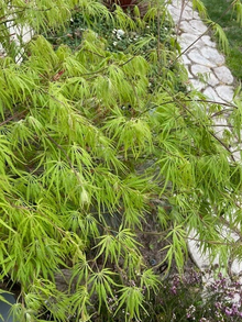 Japanese Dwarf Maple Tree Cuttings – 6 Fresh 6-Inch Cuttings for Rooting and Grafting