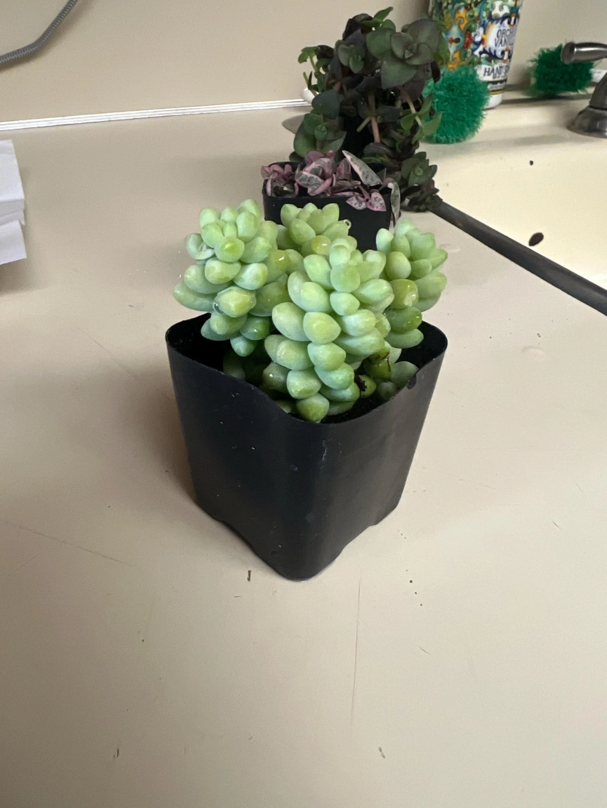 Donkey Tail Succulent in 2" Pot | Sedum morganianum Trailing Plant | Live Hanging Succulent Starter for Indoor & Outdoor Displays