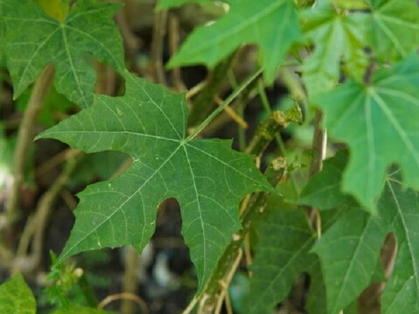 Chaya Tree Spinach Cuttings – 8-10 Inch Unrooted Stems for Planting – Organic Cnidoscolus aconitifolius Perennial Shrub
