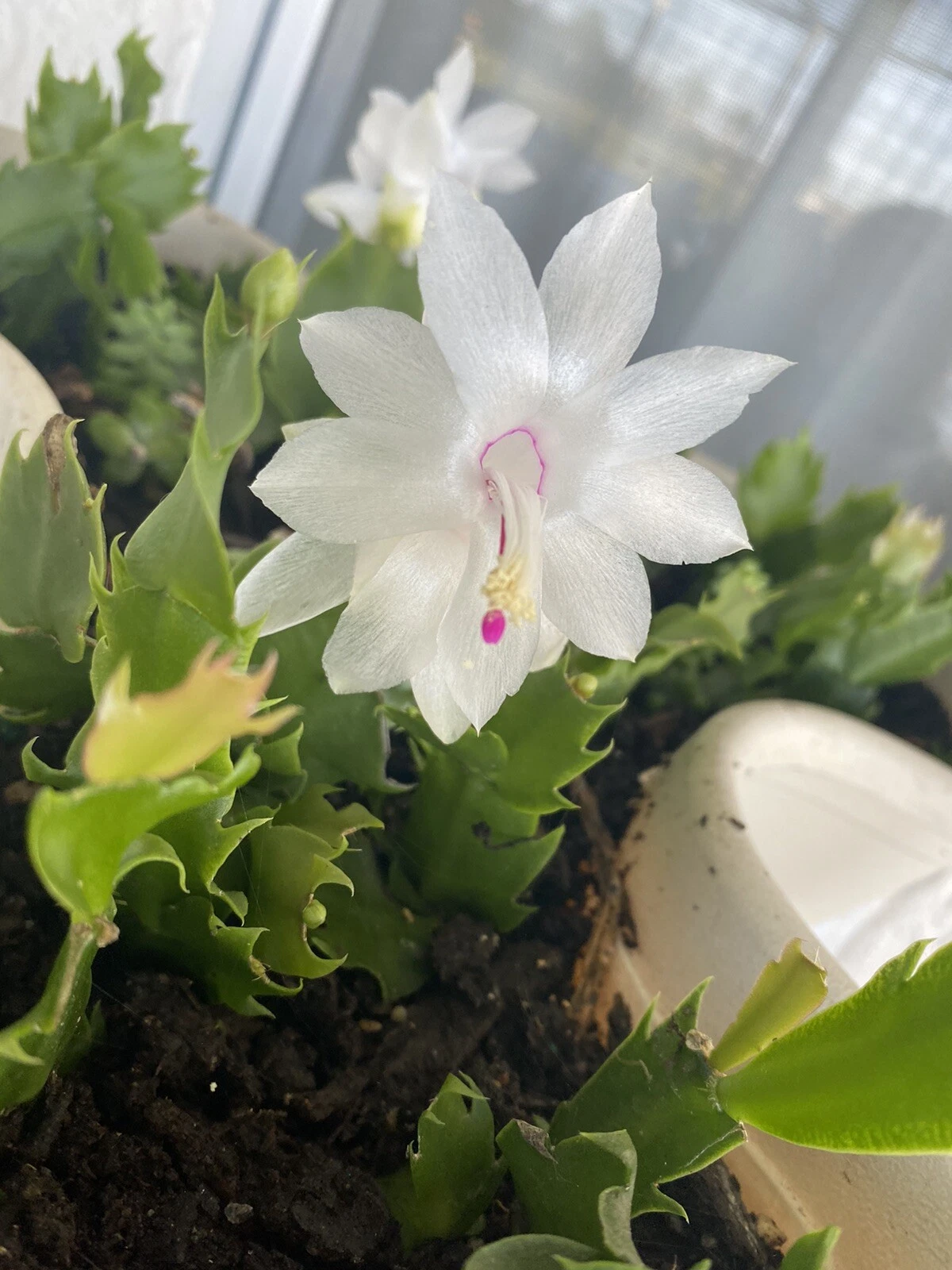 White Christmas Cactus Cuttings – 4-5 Inch Unrooted Schlumbergera spp. Holiday Houseplant Starter Plants