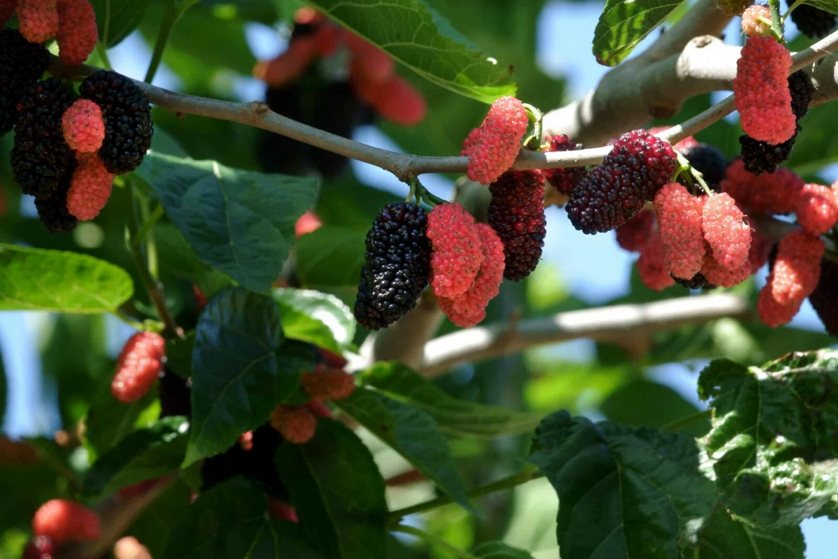 Illinois Everbearing Mulberry Live Plant – Morus alba × Morus rubra, Deciduous Fruit Tree for Garden or Container Growing