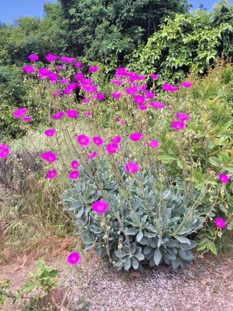 Rock Purslane Cuttings – 6 Calandrinia spectabilis Succulent Perennials with Magenta-Purple Blooms, Drought-Tolerant, Easy Grow, Low Water Landscape