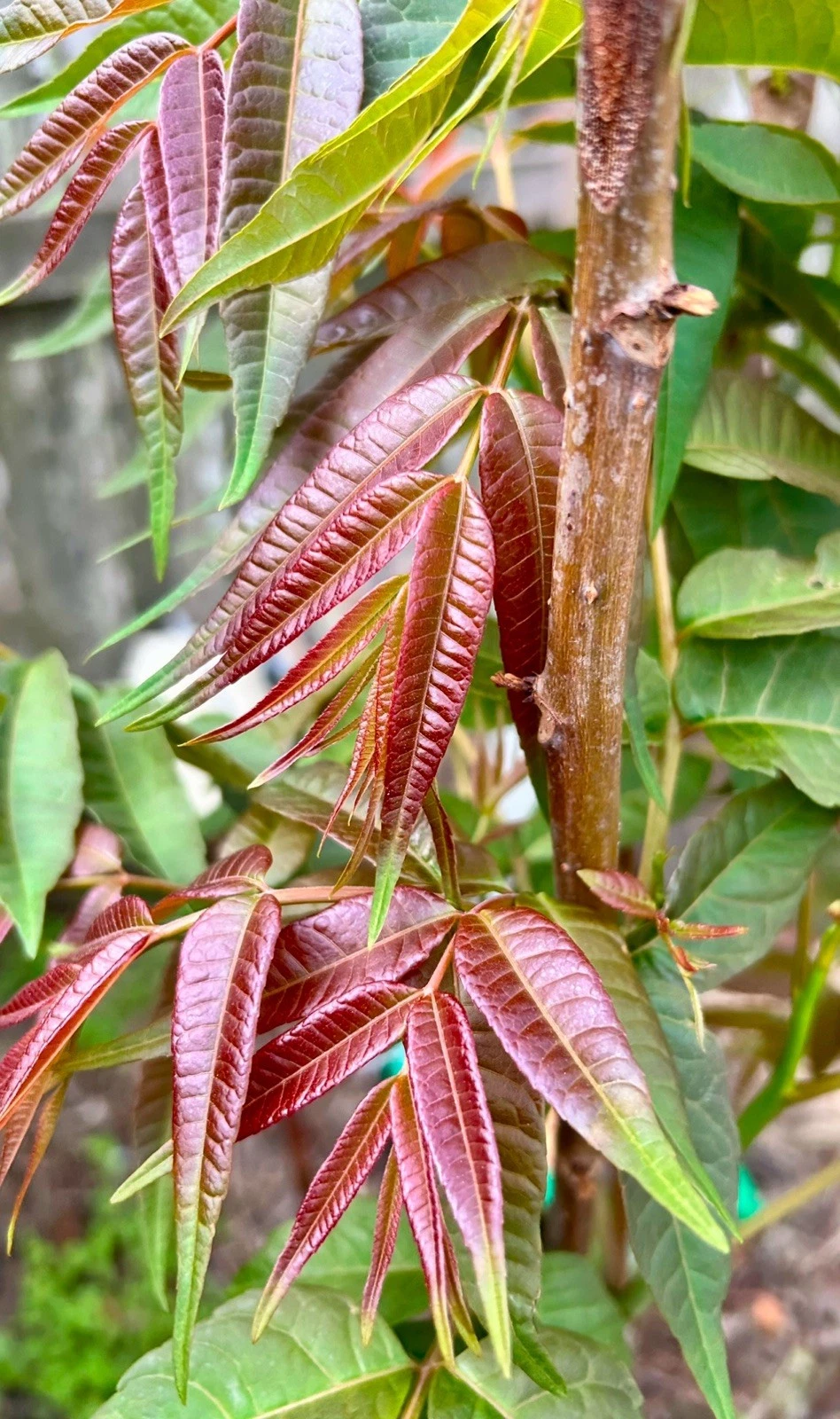 Chinese Toon Cuttings – 5 Unrooted Toona sinensis Propagation Cuttings for Grafting and Planting