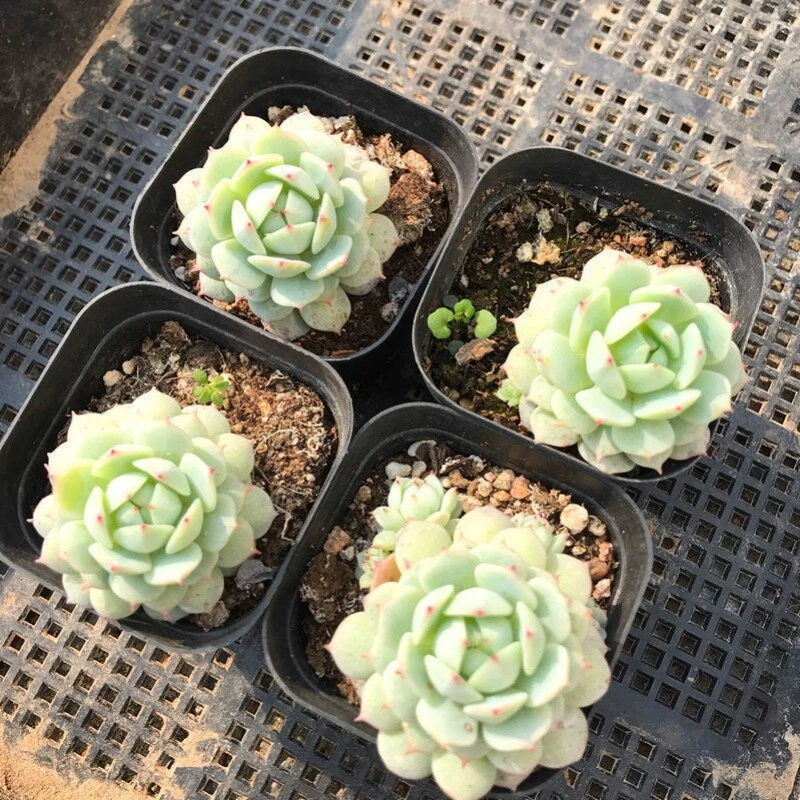 Echeveria derenbergii Live Succulent in 2-Inch Pot, Blue Rose Rosette, Easy-Care Plant, Rare Painted Lady, Minimal Water
