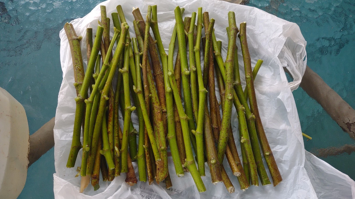 Hardy Chicago Fig Cuttings – 6 Organic Ficus Carica Live Branches for Rooting, Cold-Hardy Fruit Tree Propagation