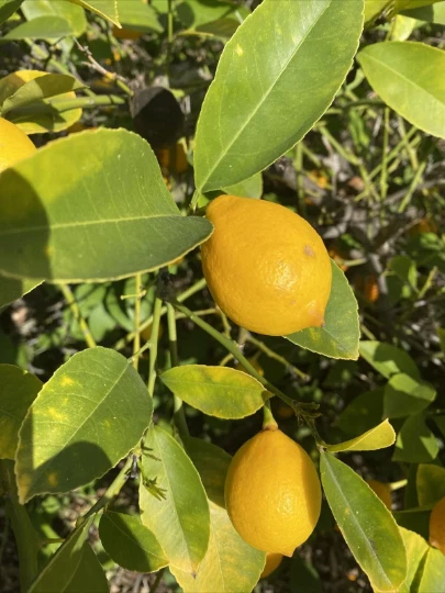 Meyer Lemon Cuttings – 6 Unrooted Citrus × meyeri Propagation Planting Material
