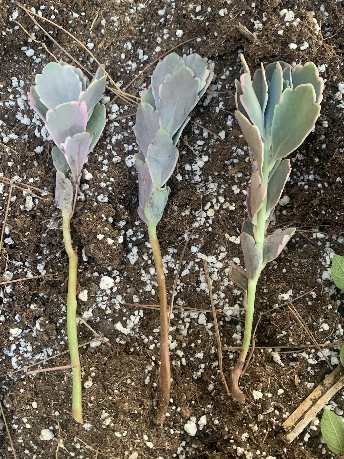 Kalanchoe fedtschenkoi 'Lavender Scallops' Succulent Cuttings – 3 Unrooted Stem Propagation Plants