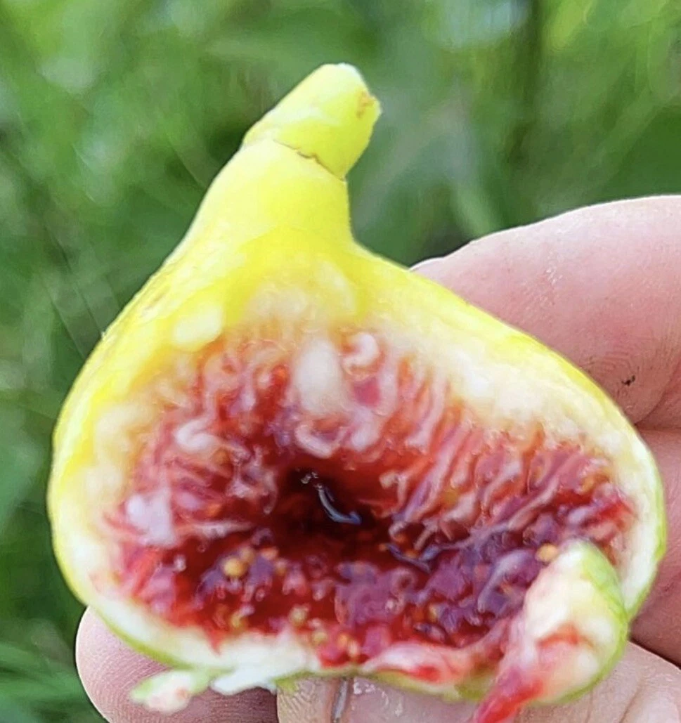 White Adriatic Fig Tree Cuttings – 3 Unrooted Ficus carica Heirloom Propagation Cuttings for Garden or Container