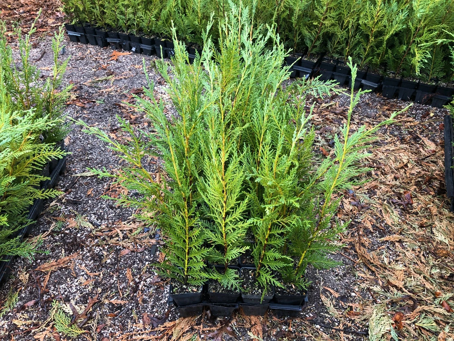 Leyland Cypress Live Plants – 12–18 Inch Evergreen Trees in Pots, Privacy Hedge, Landscape Screening, Cuprocyparis leylandii (Box of 25)