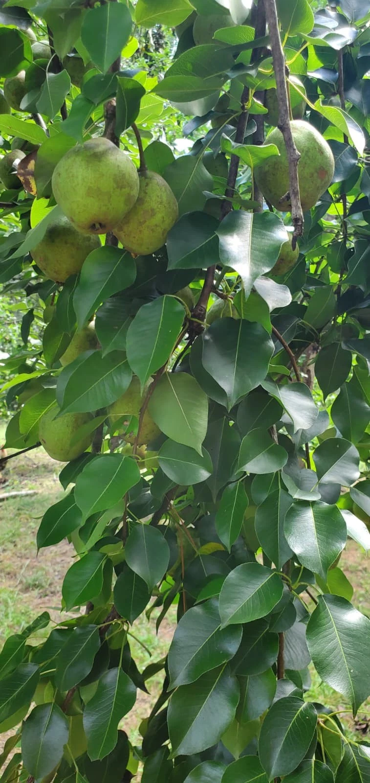 Bartlett Pear Tree Cuttings – 10 Live Pyrus communis Scions for Grafting and Propagation