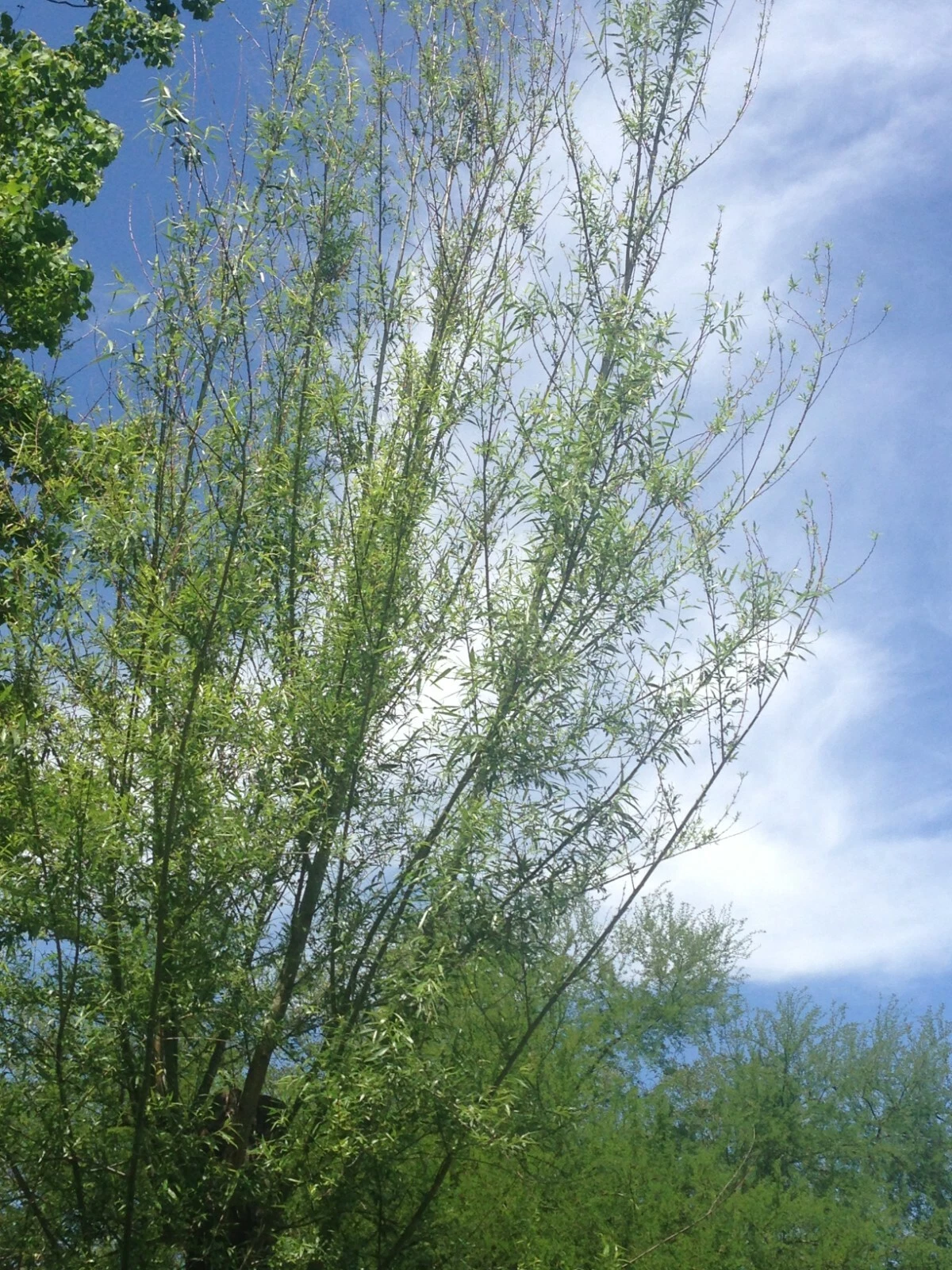 Willow Tree Live Cuttings – 18 Fresh Salix Stems for Outdoor Planting, 5-8 Inches, Deciduous Shrub Propagation