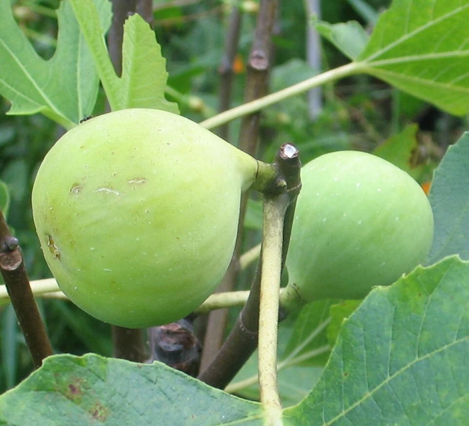 Conadria Fig Cuttings – 2 Fresh Ficus carica Propagation Set with Willow Water for Rooting – Fruit Tree Starter Kit