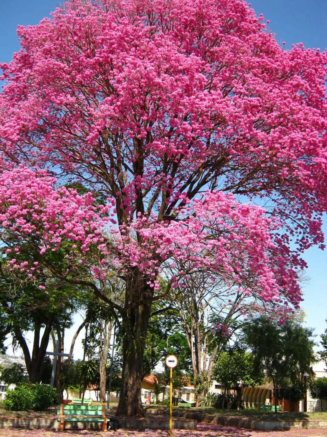 Pink Tabebuia Rooted Starter Plant – 24–36 Inch Tropical Pink Trumpet Tree, Ornamental Flowering Tree, Tabebuia heterophylla
