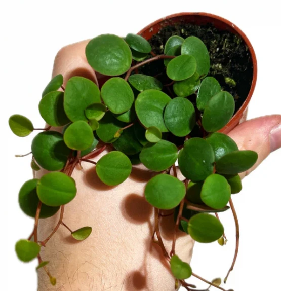 Peperomia Ruby Cascade Live Plant – Trailing Indoor Houseplant in 2-Inch Pot with Red and Green Foliage