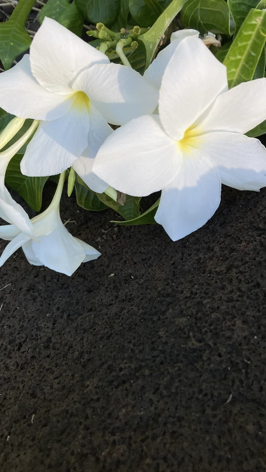 Live Plumeria pudica Fiddle Leaf Cuttings – Hawaiian White Frangipani, Tropical Indoor & Outdoor Garden, Fast-Growing Frangipani