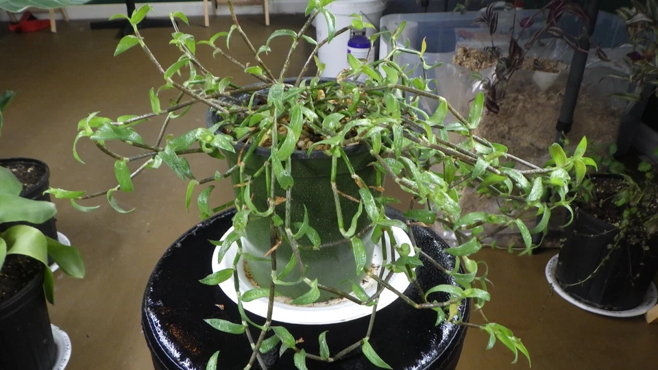 Callisia micrantha Cuttings – Trailing Houseplant Vine, Fresh Stem Propagation Cuttings, Indoor Plant Starter, Green Foliage