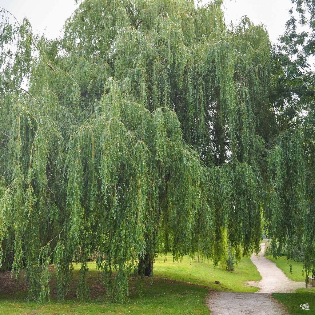 Weeping Willow Cuttings – 20 Unrooted Salix babylonica Stems for Propagation and Landscaping
