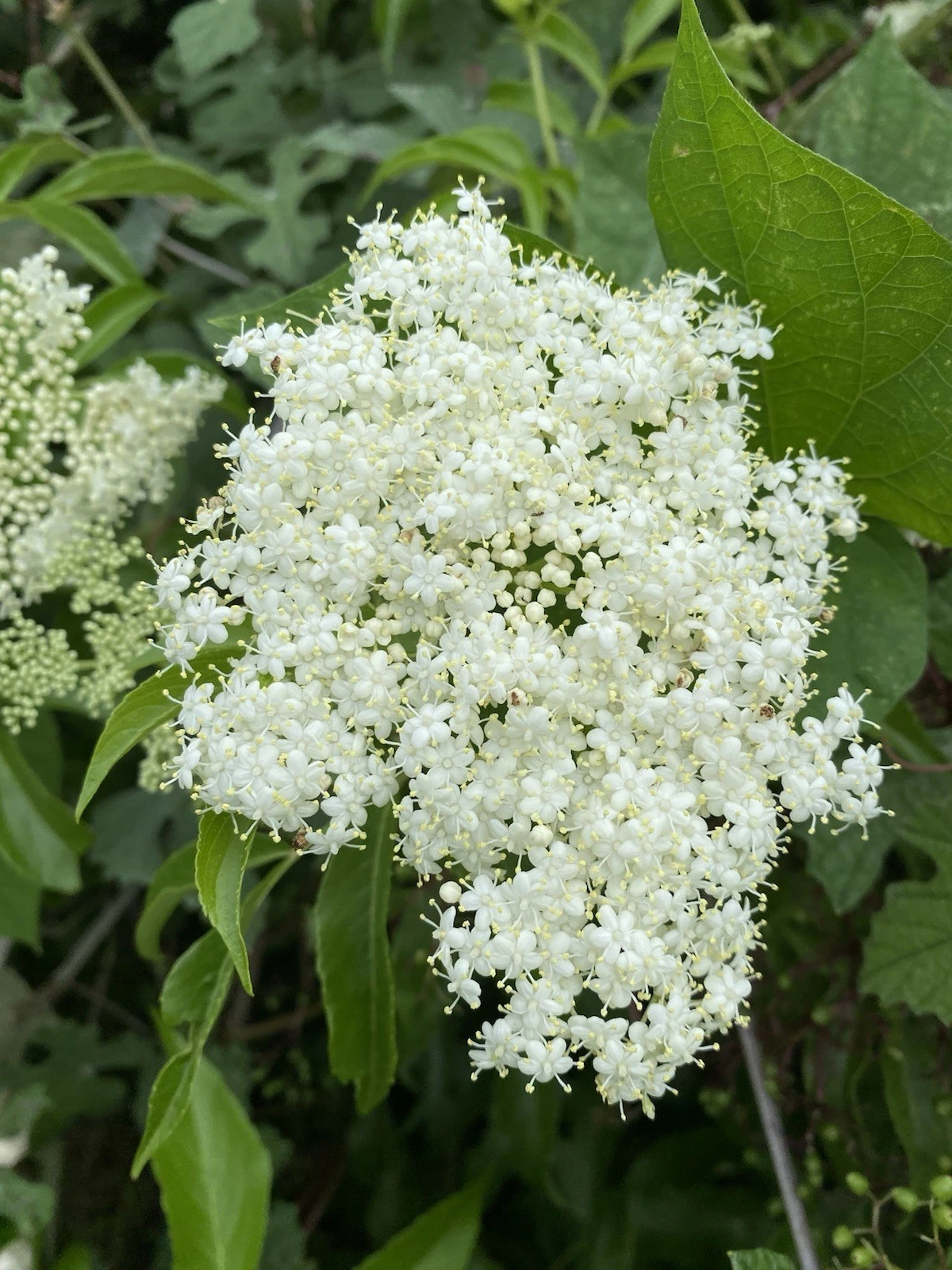 American Elderberry Cuttings – 6 Live Organic Sambucus canadensis Unrooted Stems for Propagation, Native Shrub for Wildlife & Landscaping