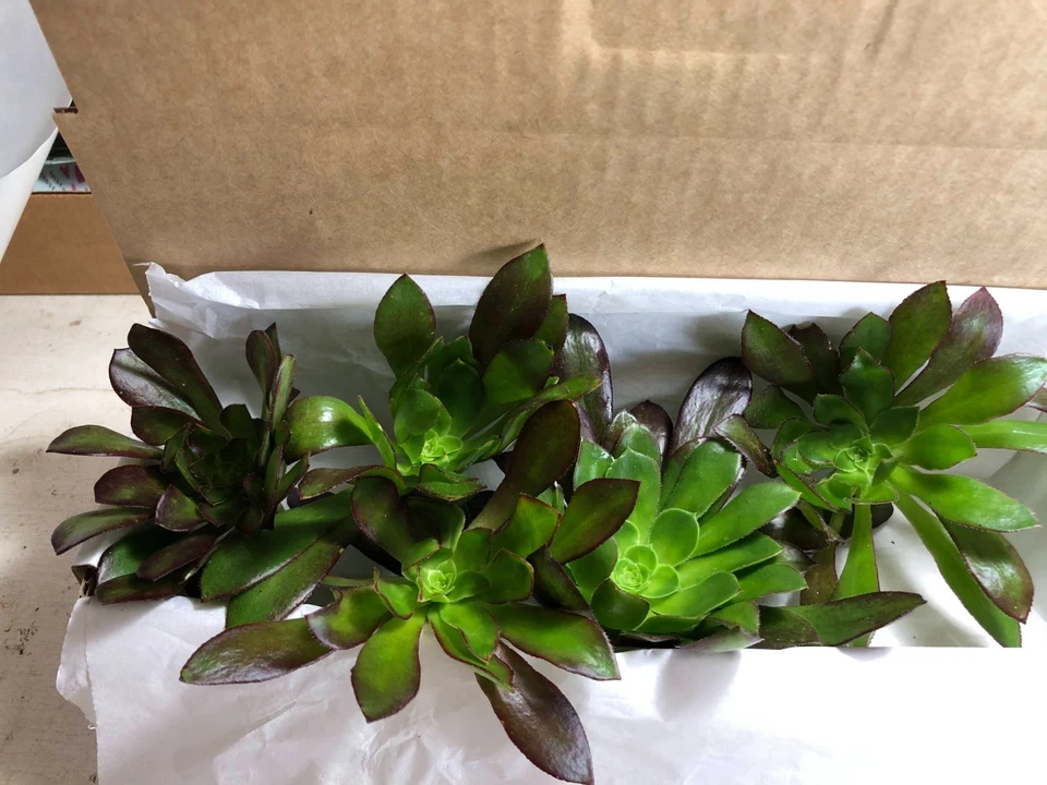 Succulent Cuttings – 5 Unrooted Aeonium ‘Merlot’ Purple Rosettes with Green Center for Propagation