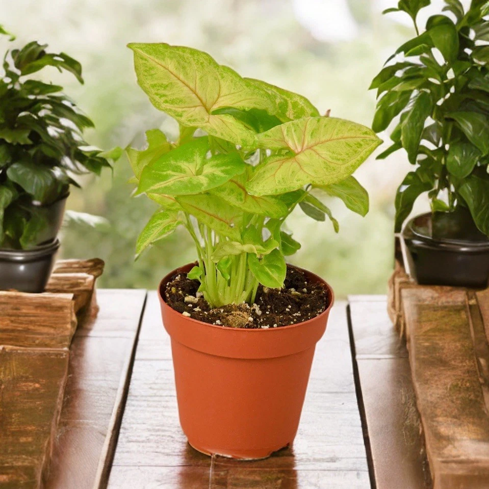 Rooted Syngonium ‘Berry Allusion’ Leaf Cutting – Pink Green Arrowhead Vine Indoor Houseplant