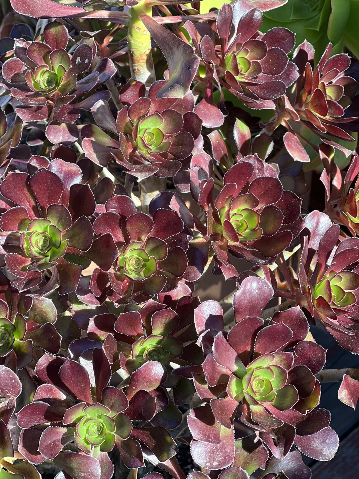 Aeonium Voodoo Succulent Cutting – Dark Foliage Rosette, Unrooted Garden Propagation Plant