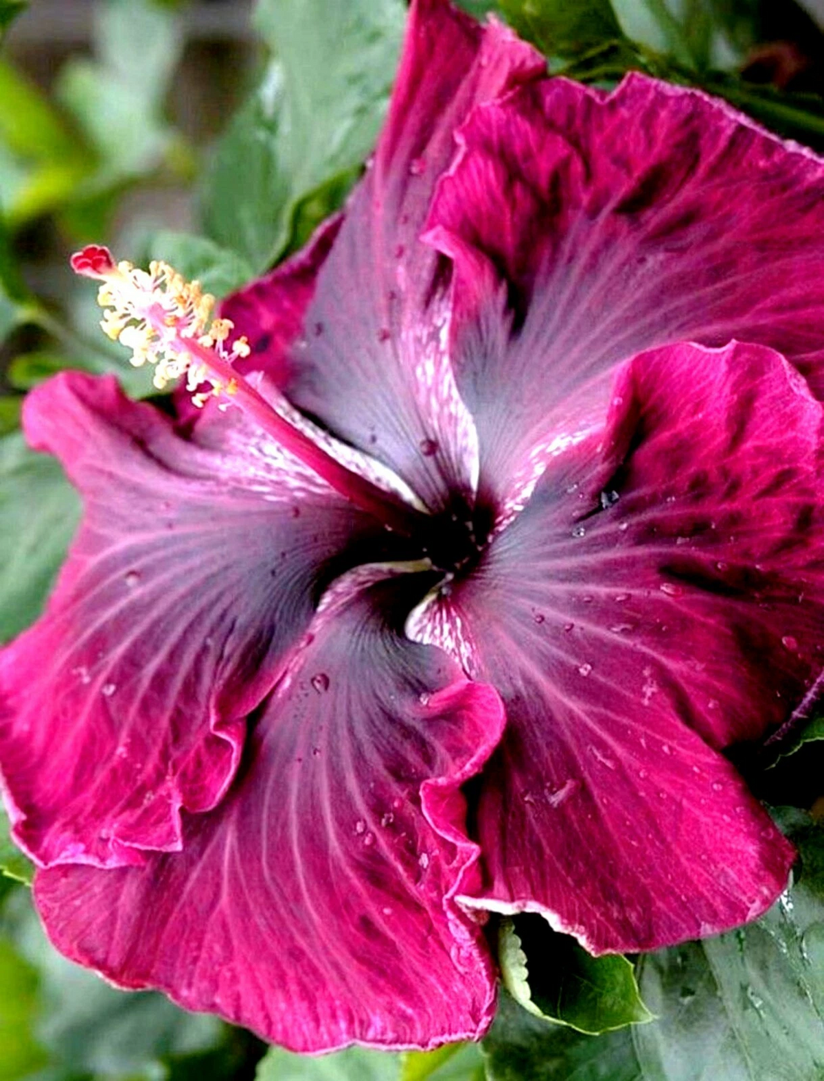 Hibiscus moscheutos Cuttings – 7 Starter Cuttings for Hardy Rose Mallow, Large-Flowering Perennial Plant