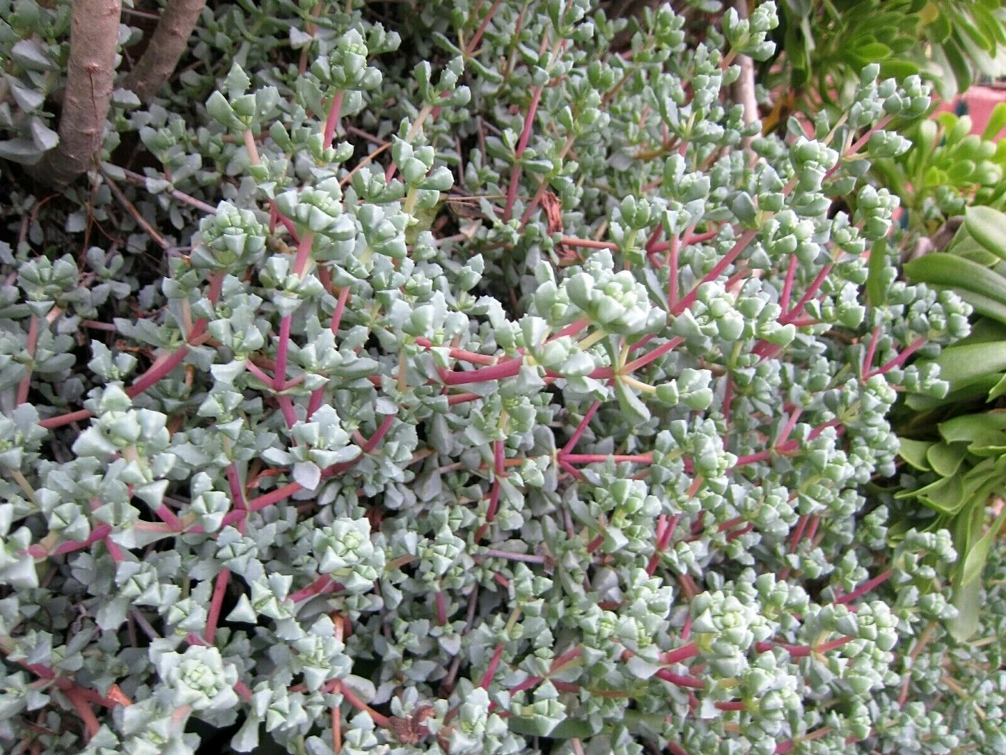 Unrooted Lampranthus deltoides Ice Plant Cuttings – Violet Succulent Groundcover Propagation, 8 Vygie Violet Cuttings