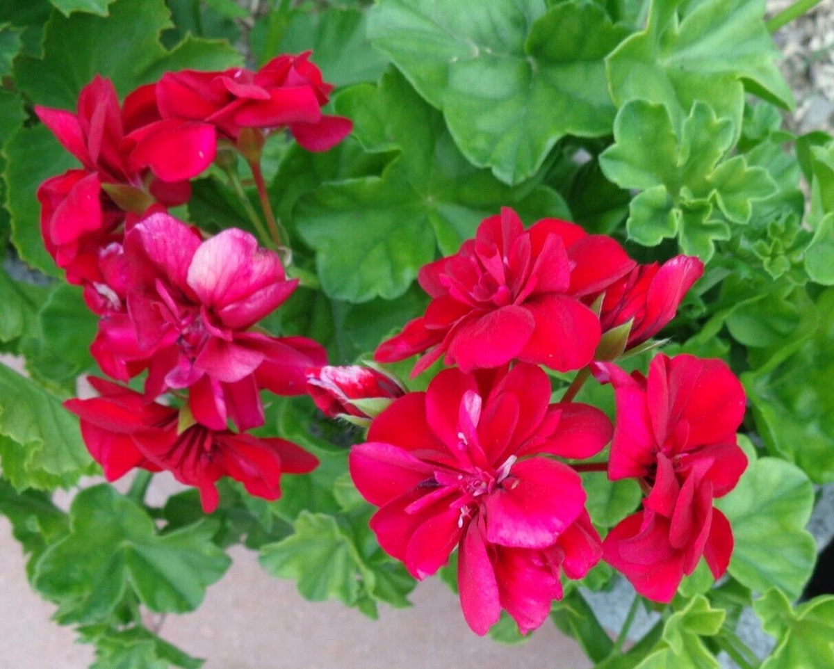 Rose Red Citronella Ivy Geranium Cuttings – 3 Live Pelargonium peltatum Stems for Planting, Trailing, Full Sun, Garden & Container