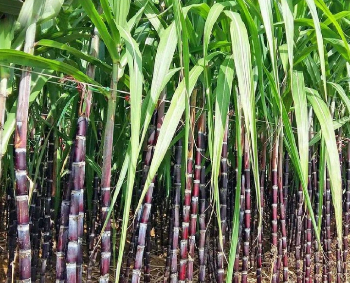 Purple Sugarcane Cuttings 10 Pack Saccharum officinarum 18" Stalks for Planting & Growing