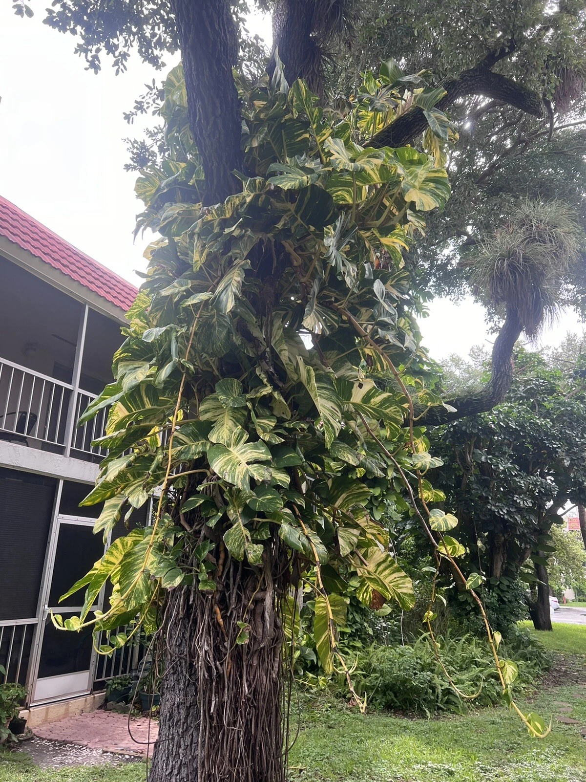 Golden Pothos Cuttings – 5 Unrooted Propagation Stems with Green and Golden Variegation, Epipremnum Aureum Houseplant for Water or Soil