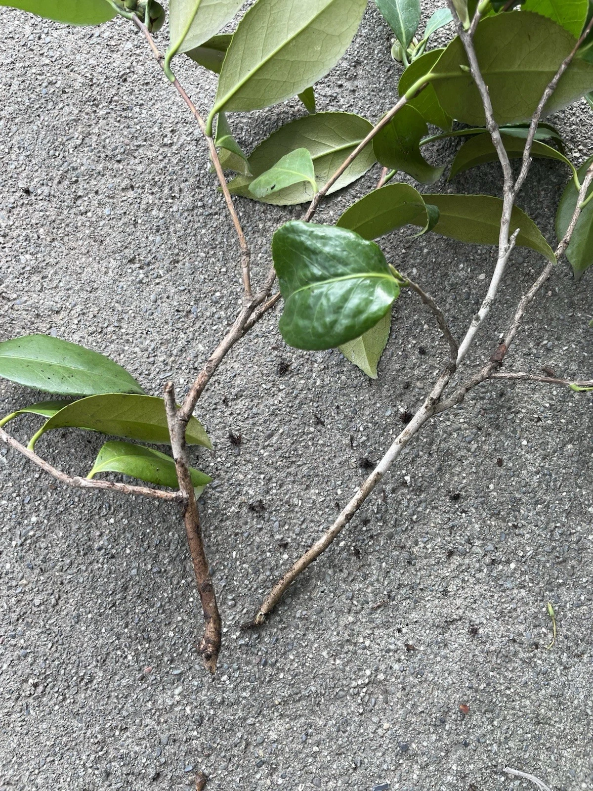Pink and White Camellia Japonica Cuttings – Live Unrooted Propagation Branches for Garden or Container Planting