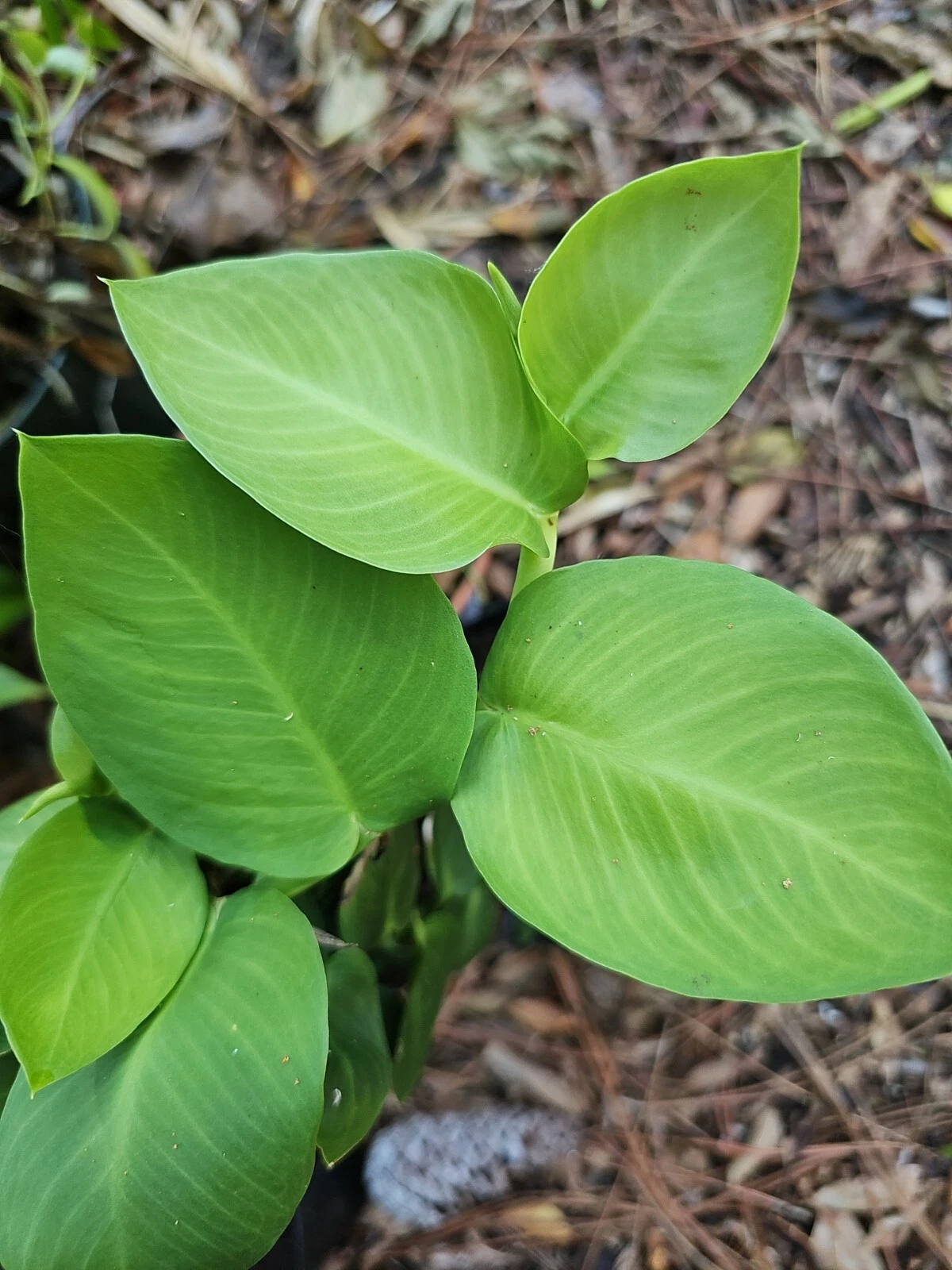 Rhaphidophora hayi Shingling Plant Cutting – Unrooted Node for Propagation, Climbing Green Foliage, Tropical Vine