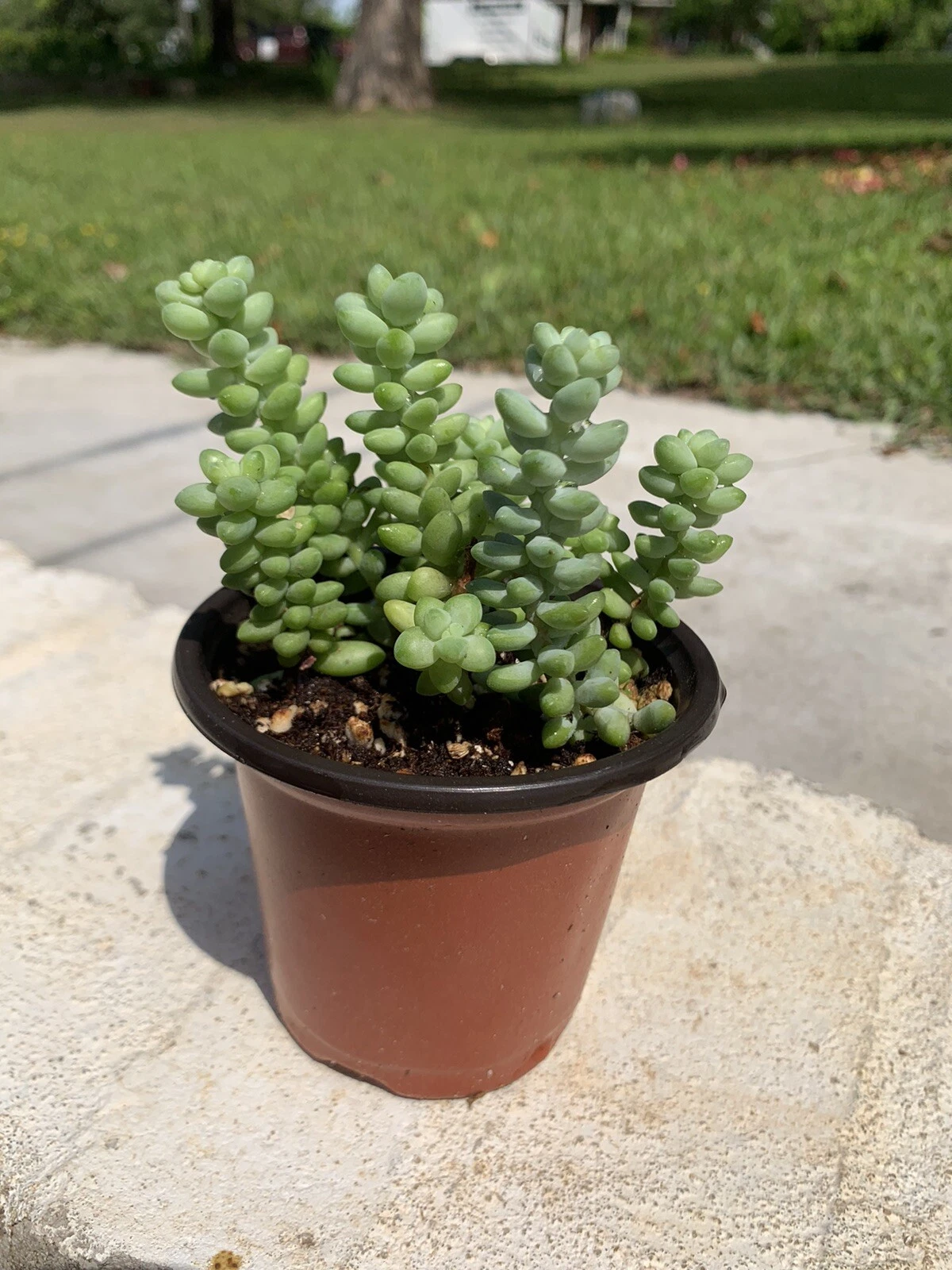 Set of 2 Rooted Sedum burrito Succulents – Burro’s Tail, Baby Donkey Tail, Trailing Foliage, Drought Tolerant, 3.5-inch Pots