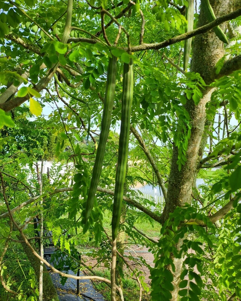 Organic Moringa oleifera Cuttings – 5 Live Florida-Grown Stem Cuttings for Planting, Fast-Growing Tropical Tree Starter