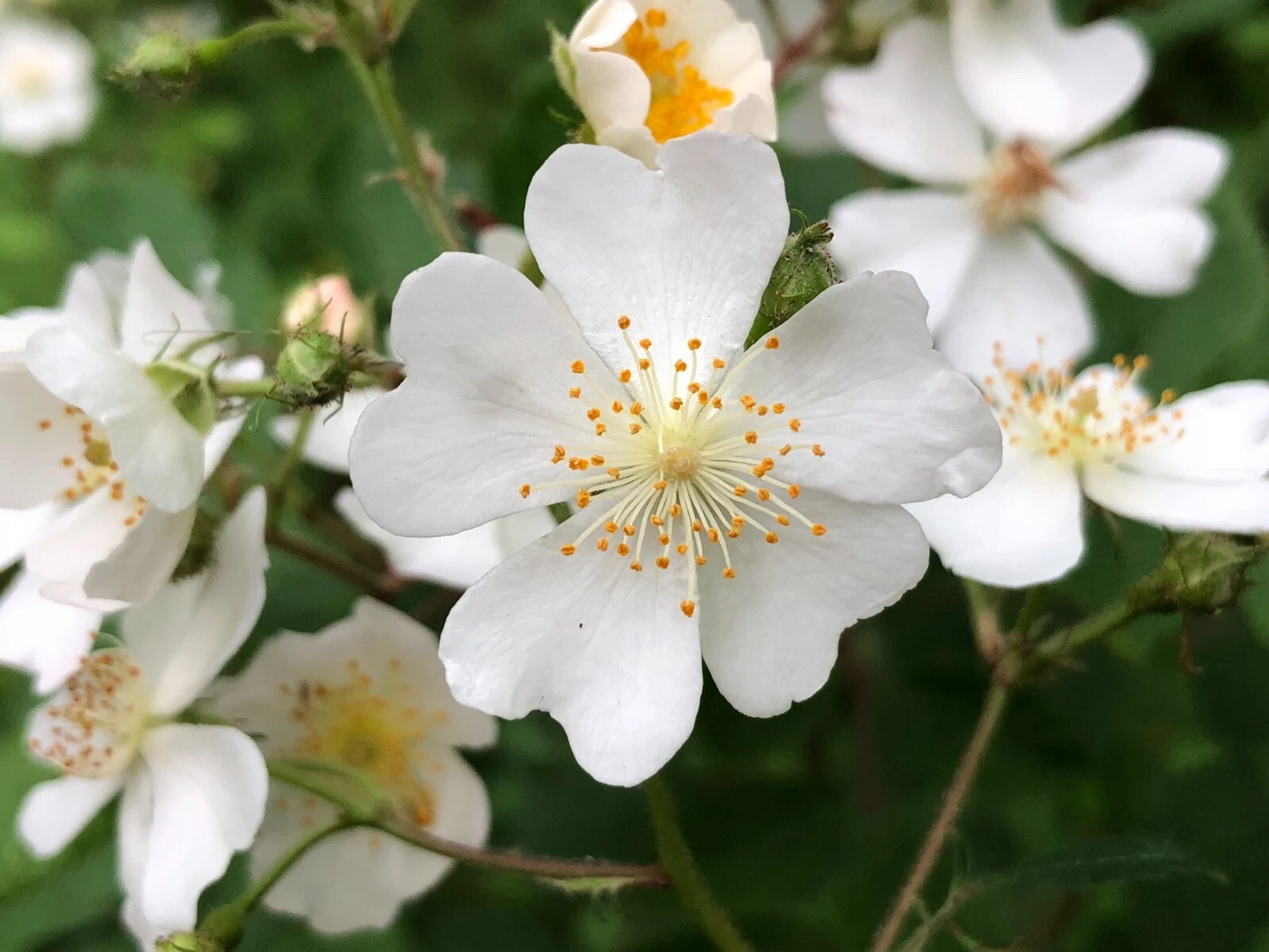 Multiflora Rose Cuttings – 55 Fresh Stem Cuttings for Rooting – Wild Rose Bush Propagation Material – Rosa multiflora