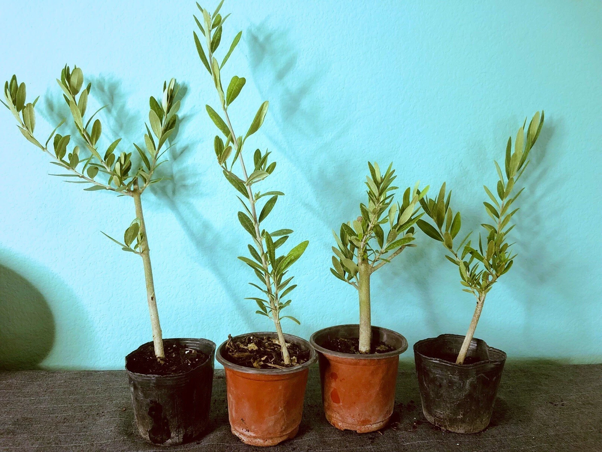 Olive Tree Live Plant – 6-12 Inch Fully Rooted Olea europaea Cutting for Potting or Garden
