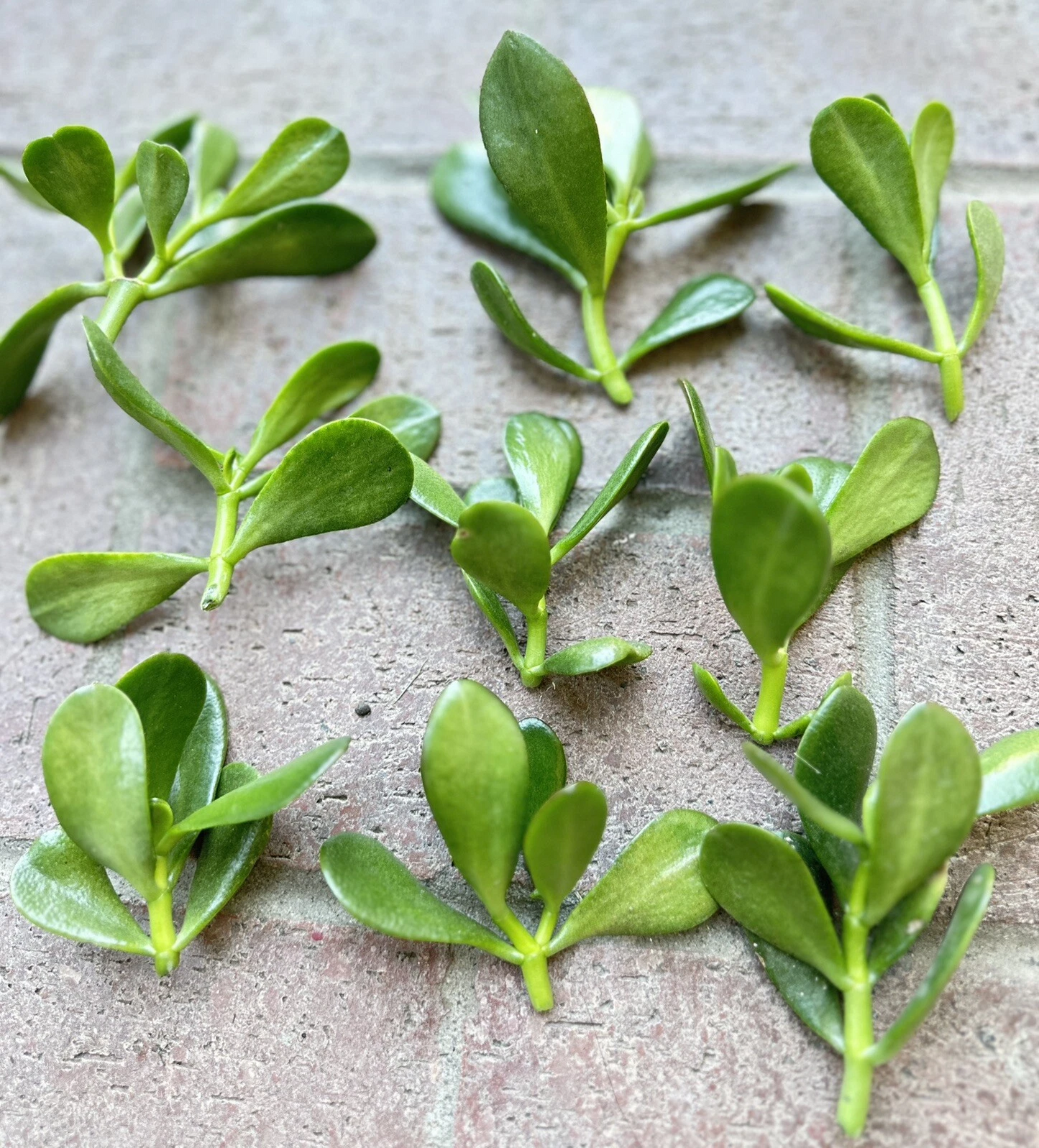 Jade Plant Cuttings – 5 Crassula ovata Succulent Stems 3–5 Inches, Money Plant, Lucky Plant, Easy to Root Indoor Succulent