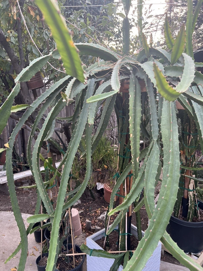 Yellow Dragon Fruit ‘Palora’ – 8–12” Mature Cutting, Live Hylocereus Megalanthus Segment for Planting & Fruit-Growing Gardens