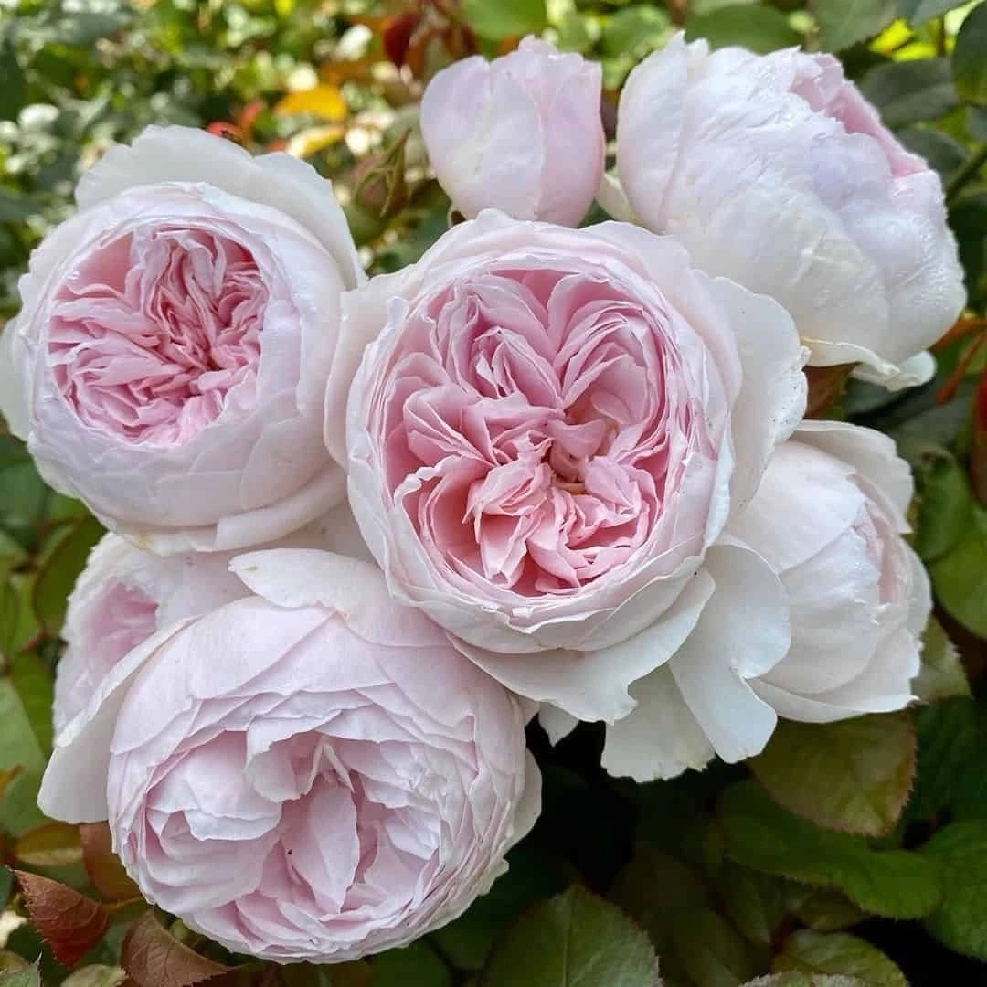Earth Angel Rose Cuttings – 3 Unrooted Floribunda Pink Rose Stems for Propagation, Fragrant Cupped Blooms, Garden and Container Growth