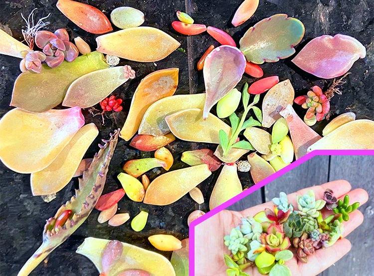 Succulent Leaf Cuttings for Propagation – 300+ Mixed Varieties, Rosettes & Offsets, Unrooted Succulent Plant Material