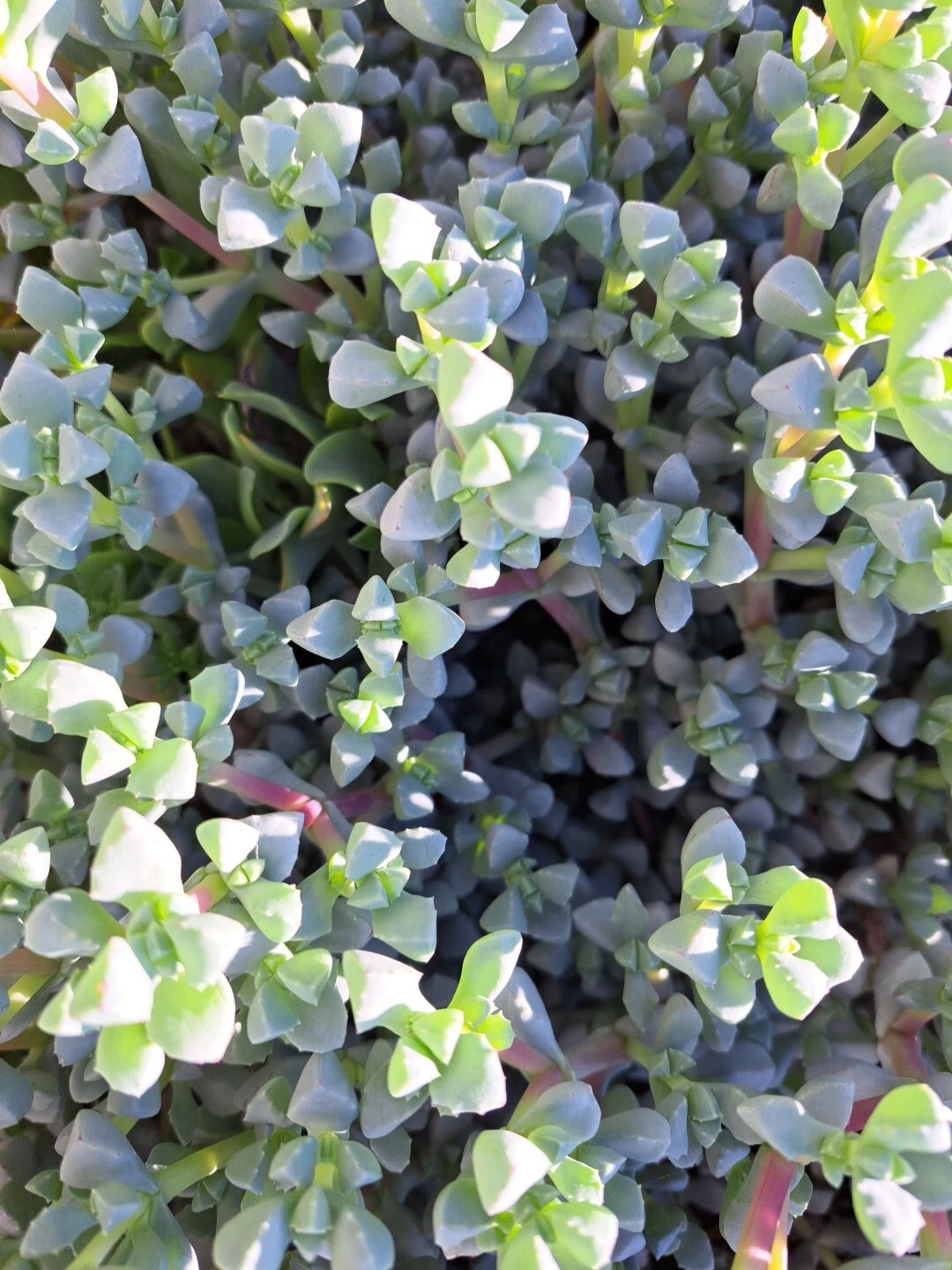 Oscularia deltoides Ice Plant Succulent Cuttings – Trailing, Pink Blooms, Drought-Tolerant, Well-Draining Soil, 10 Fresh Propagation Cuttings