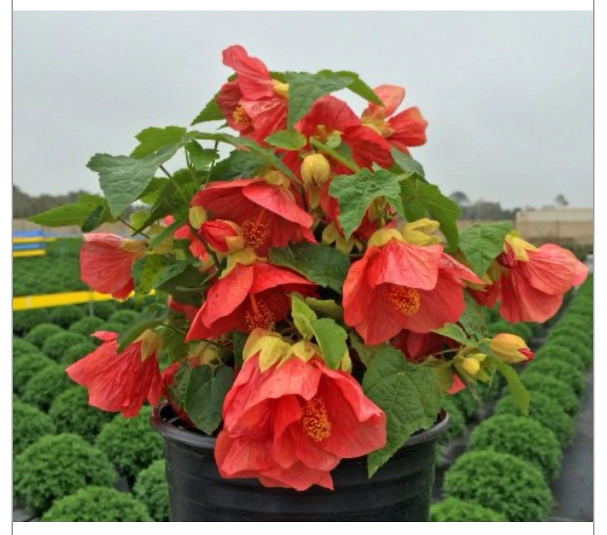 Lucky Lantern Red Abutilon Rooted Starter Plant, Flowering Maple, Compact Dwarf Hybrid for Containers & Gardens