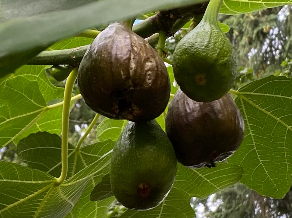Violetta Fig Cuttings – 2 Cold Hardy Ficus carica Stems for Rooting & Propagation, Edible Fruit Tree, Full Sun, Well-Draining Soil